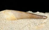 Plesiosaur Tooth In Matrix #11638-1